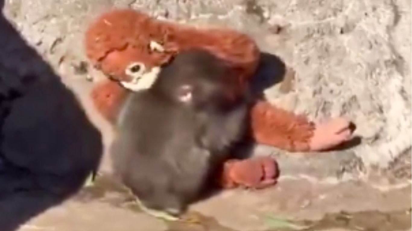 “Punch”, el mono bebé viral de Japón, volvió a ser agredido