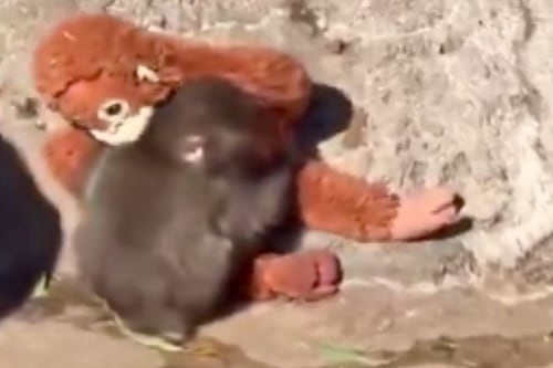 Nuevo ataque contra Punch: captan en video cómo otro macaco lo arrastra en zoológico japonés