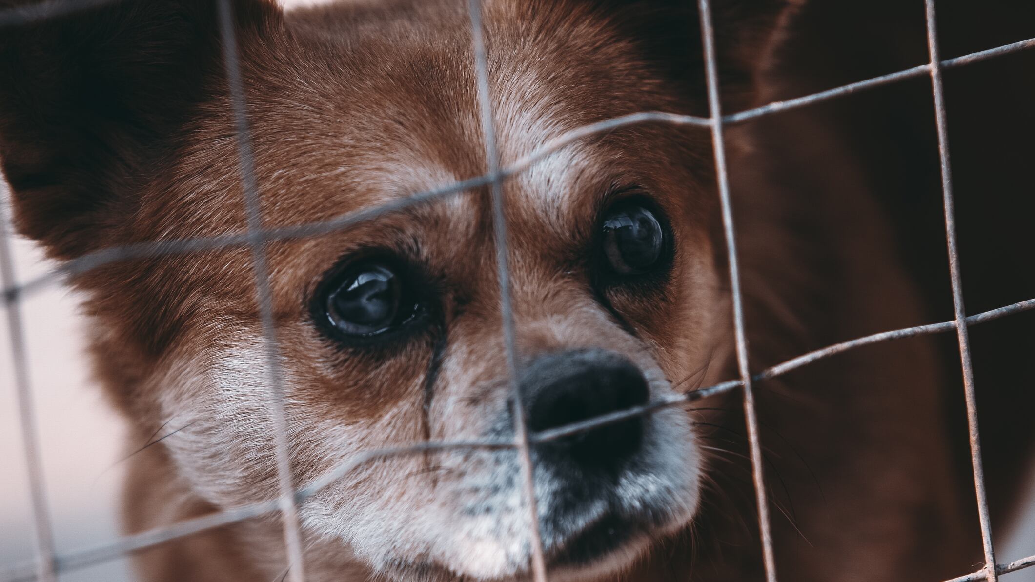 La vacunación tiene como finalidad prevenir algunas de las enfermedades infecciosas más graves o más contagiosas entre las que afectan a perros y gatos