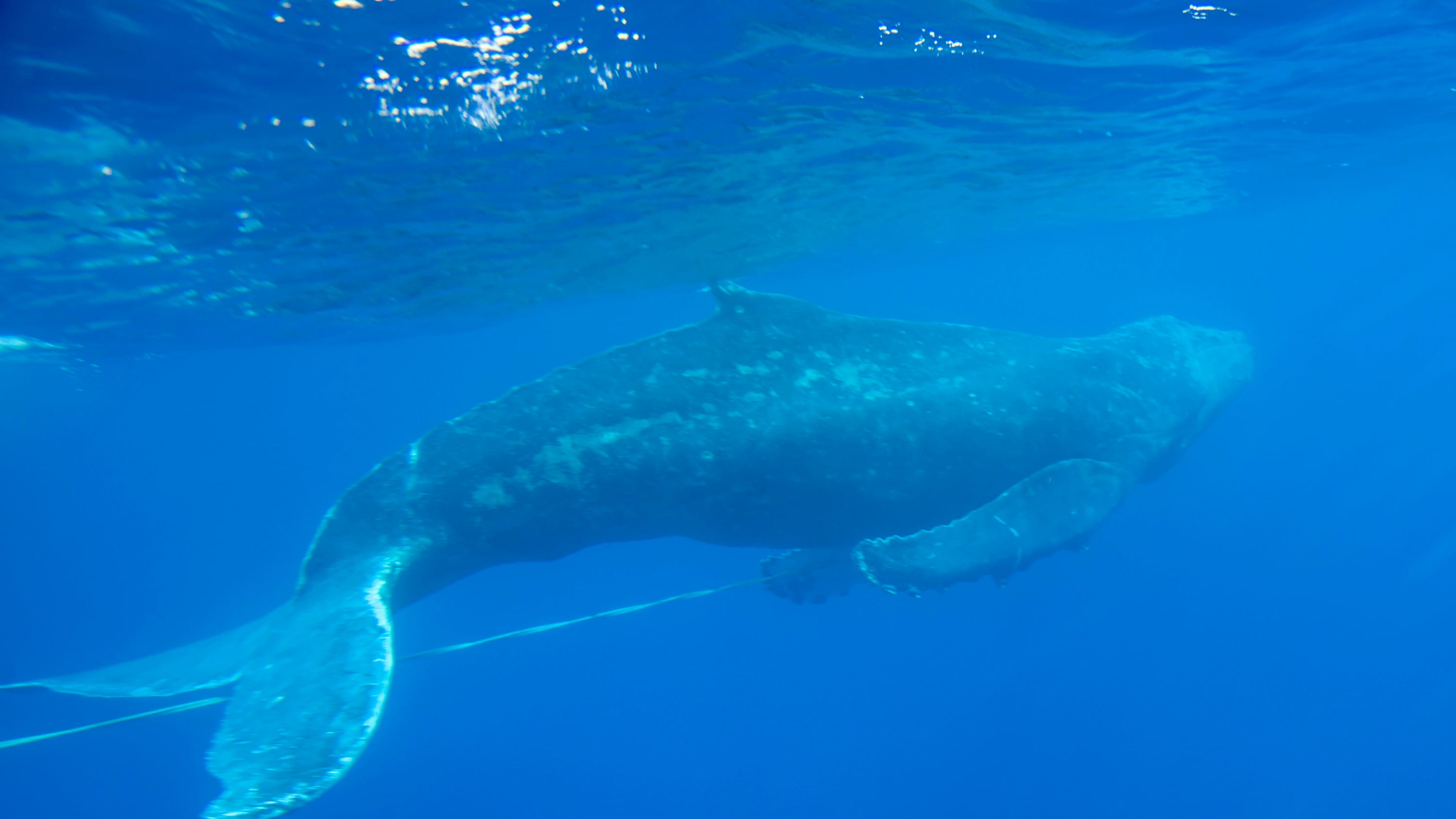 ARCHIVO - En esta imagen del 6 de marzo de 2019 proporcionada por el Santuario Nacional Marino de Ballenas Jorobadas Islas Hawaianas de NOAA, una ballena jorobada joven que fue liberada de equipo de pesca por personal entrenado cerca de Makena Beach, Hawai. Casi la mitad de las especies migratorias del mundo están en declive, según un nuevo reporte de Naciones Unidas publicado el lunes 12 de febrero de 2024. (Ed Lyman/Santuario Nacional Marino de Ballenas Jorobadas Islas Hawaianas de NOAA via AP, Archivo)