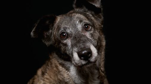 Abusaron de un perro al sur de Quito