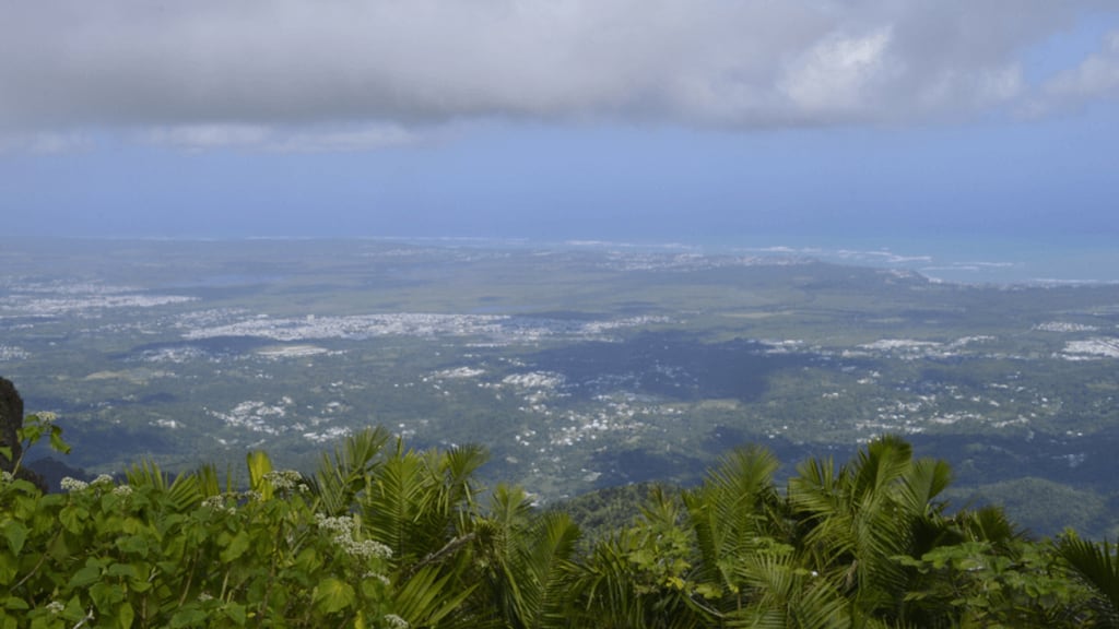Se reporta “alerta roja” por niveles muy altos de pólenes de árboles en el ambiente