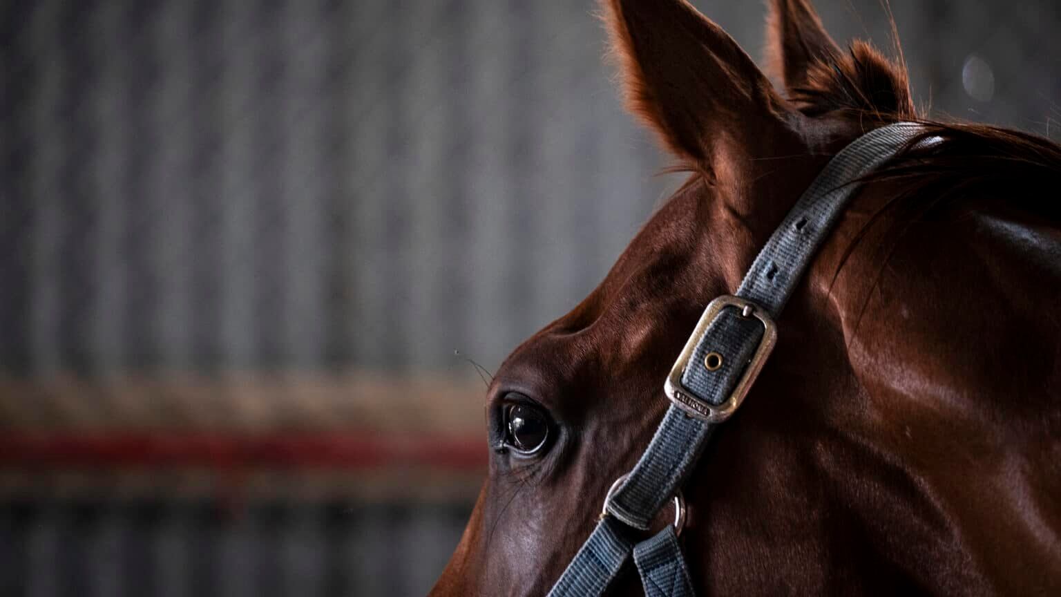 Foto por Ricardo Arduengo | Centro de Periodismo Investigativo
