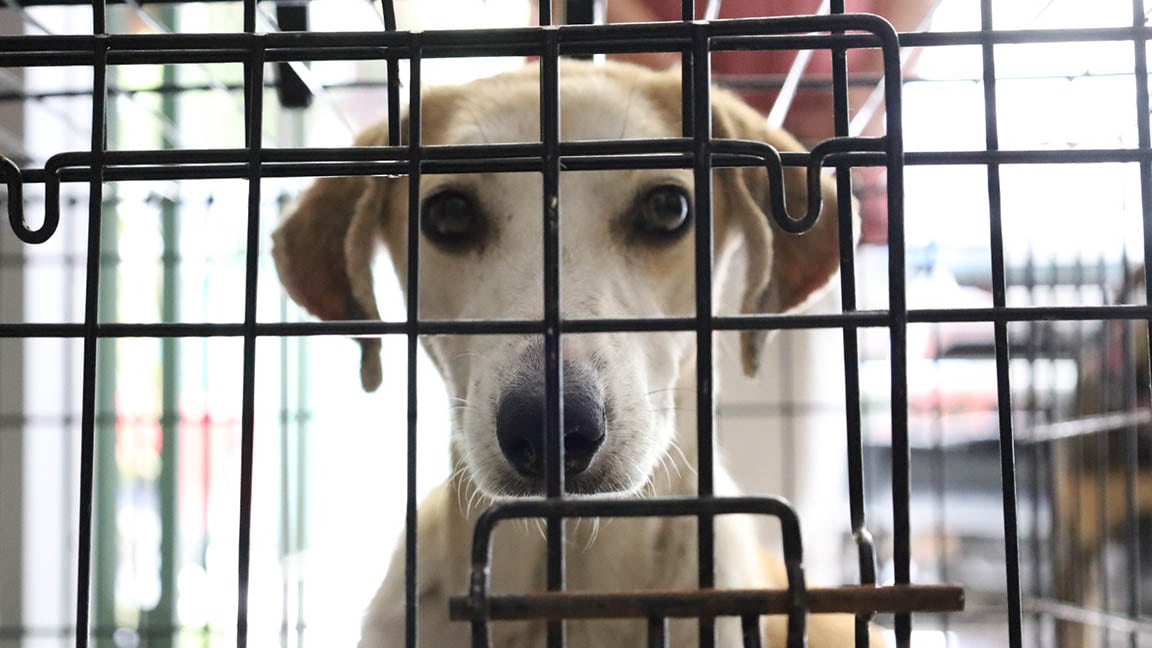 Perros atendidos en San Pedro Pinula, Jalapa.