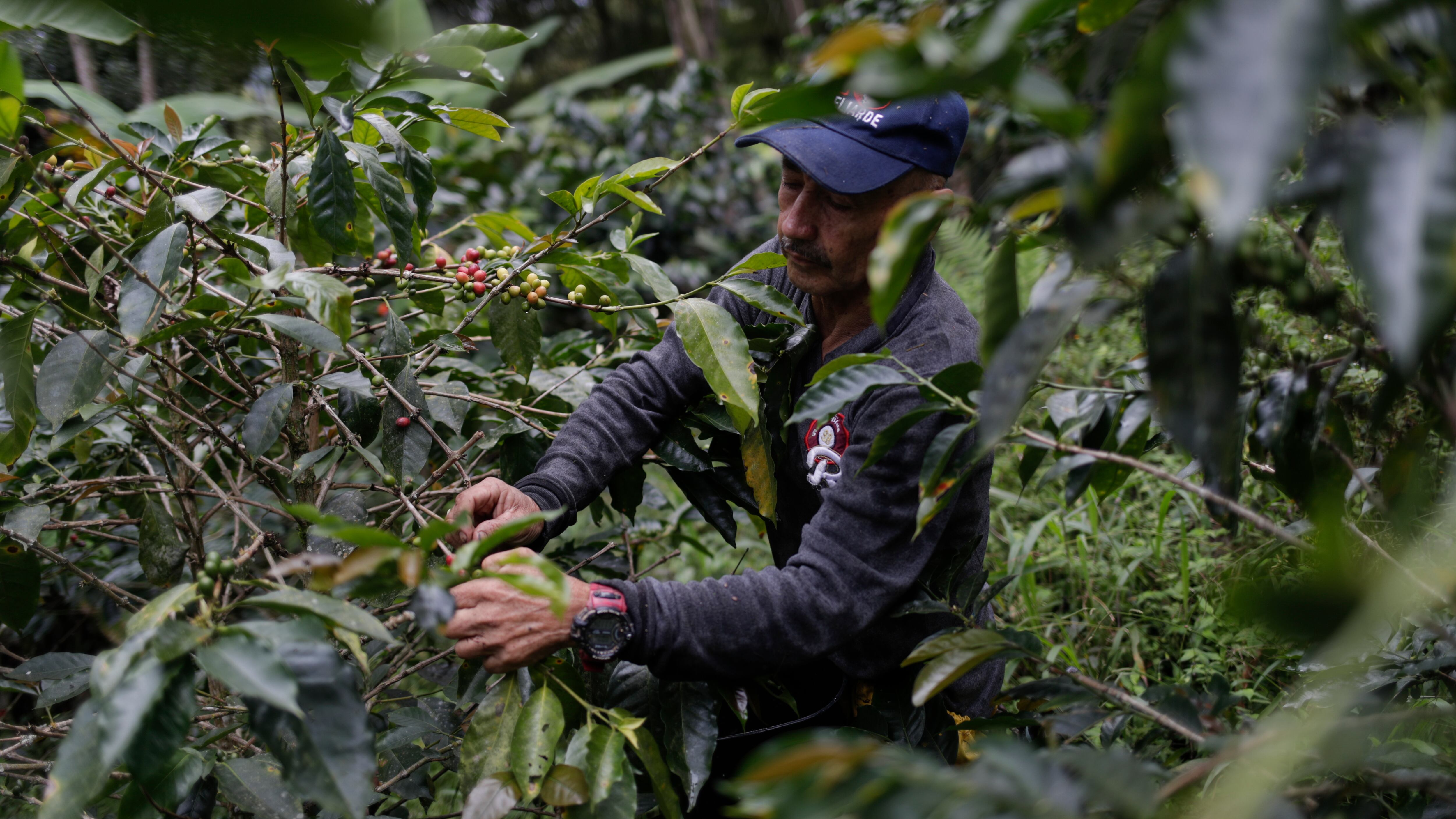 Cultivo de café en una finca del municipio de Arbeláez, Cundinamarca