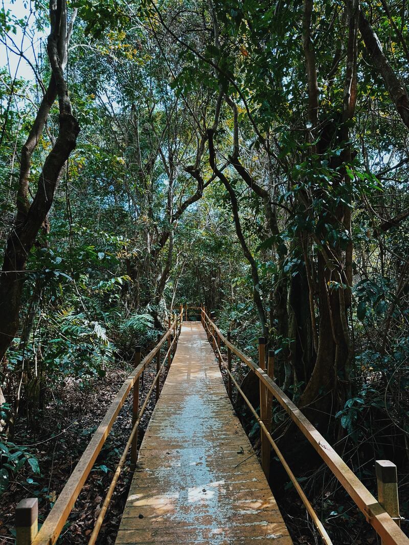 Bosque Pterocarpus en Humacao