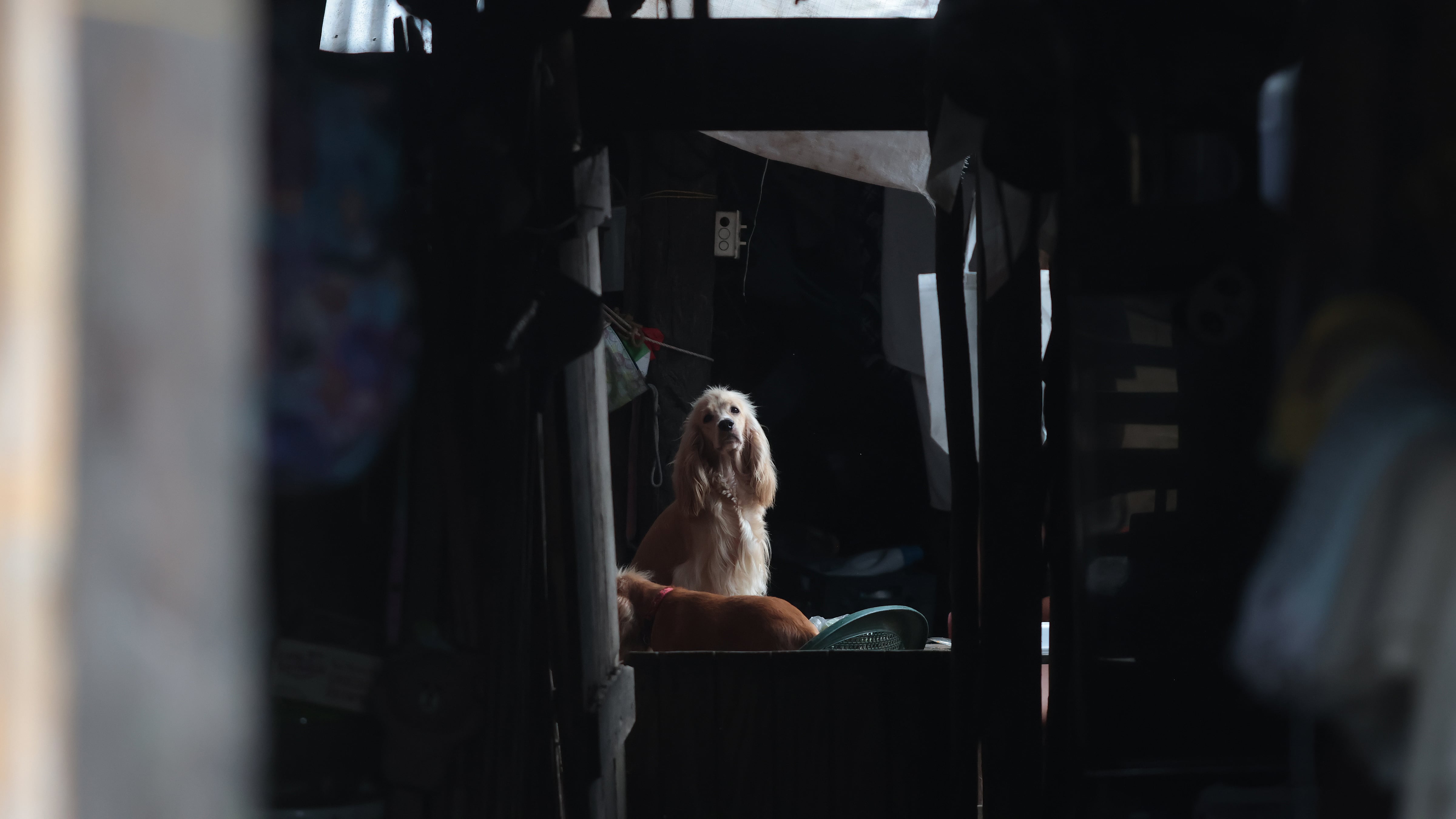 Un perro espera en el interior de una casa, en una imagen de archivo. EFE/ Gabriel Rodríguez