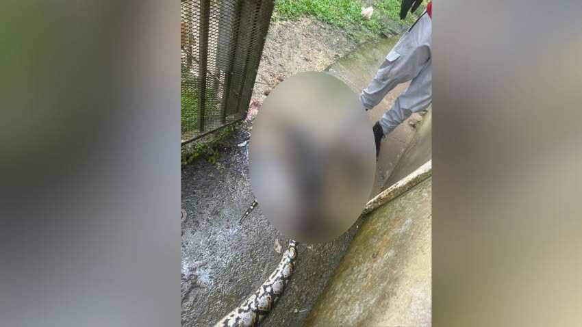 En Naranjito, se reportó que una culebra de 16 pies se tragó a un perro.