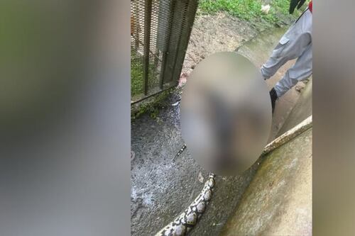 Cámara investigará protocolos para el manejo de culebras en Puerto Rico