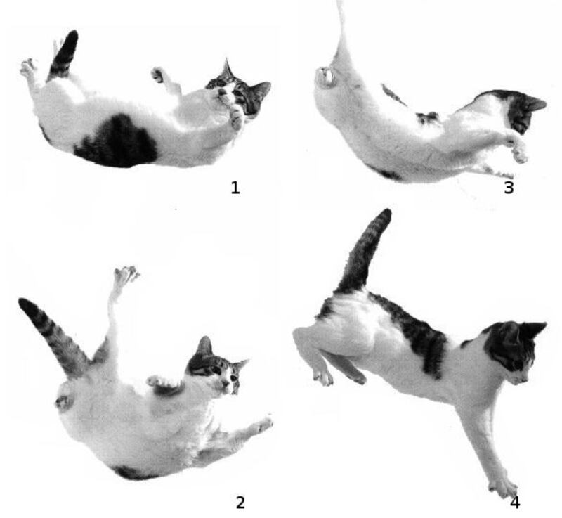 Gatos que caen de pie