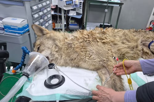 Capturan en Corea del Sur a lobo fugado tras nueve días de búsqueda