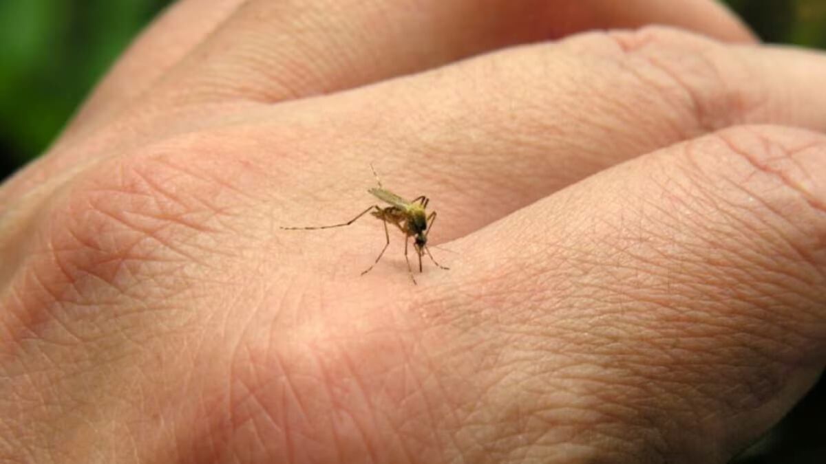dengue