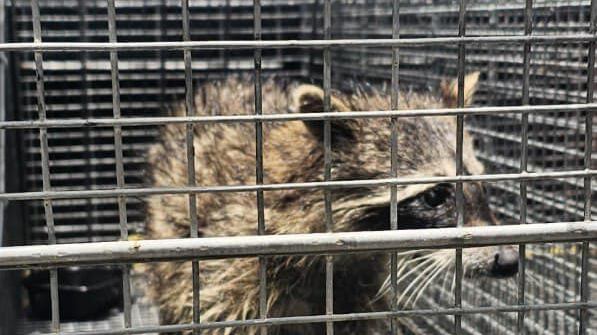 Capturan mapache en Guaynabo