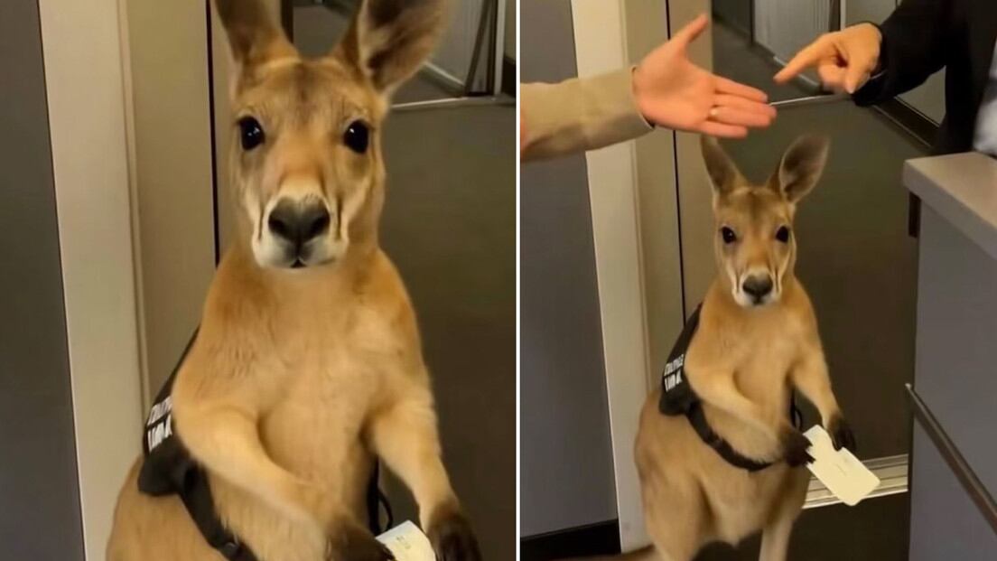La verdad detrás del video del canguro que no puede subir a un vuelo