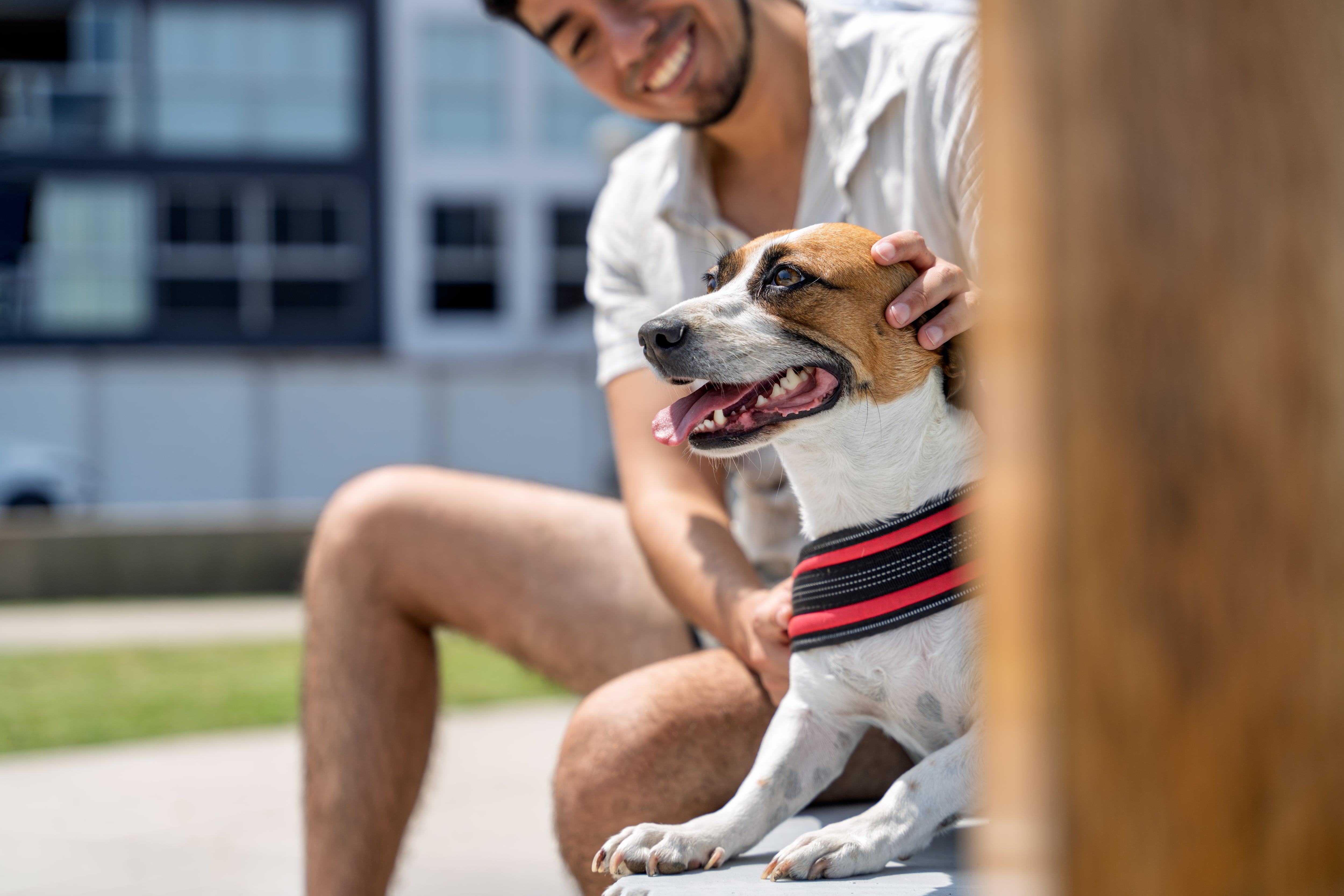 Francia y Portugal también han reformado sus códigos civiles para reconocer a los animales como seres sensibles.