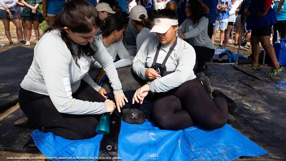 Liberación manatíes Loíza y Taicaray