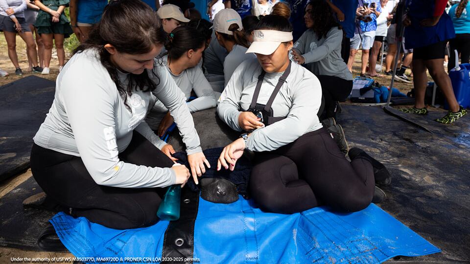 Liberación manatíes Loíza y Taicaray