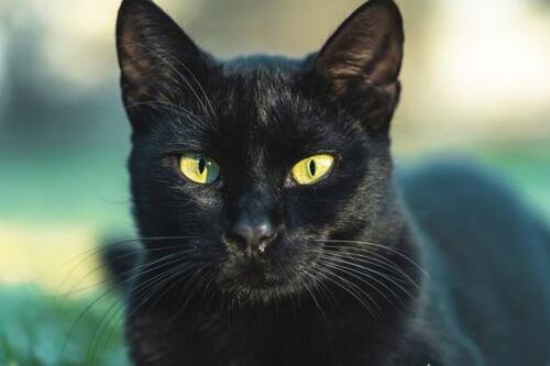 ¿Tiene gatos negros o blancos?:  De esta manera los puede proteger para Halloween
