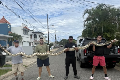 Gongo alerta sobre aumento en tamaño de serpientes en Puerto Rico