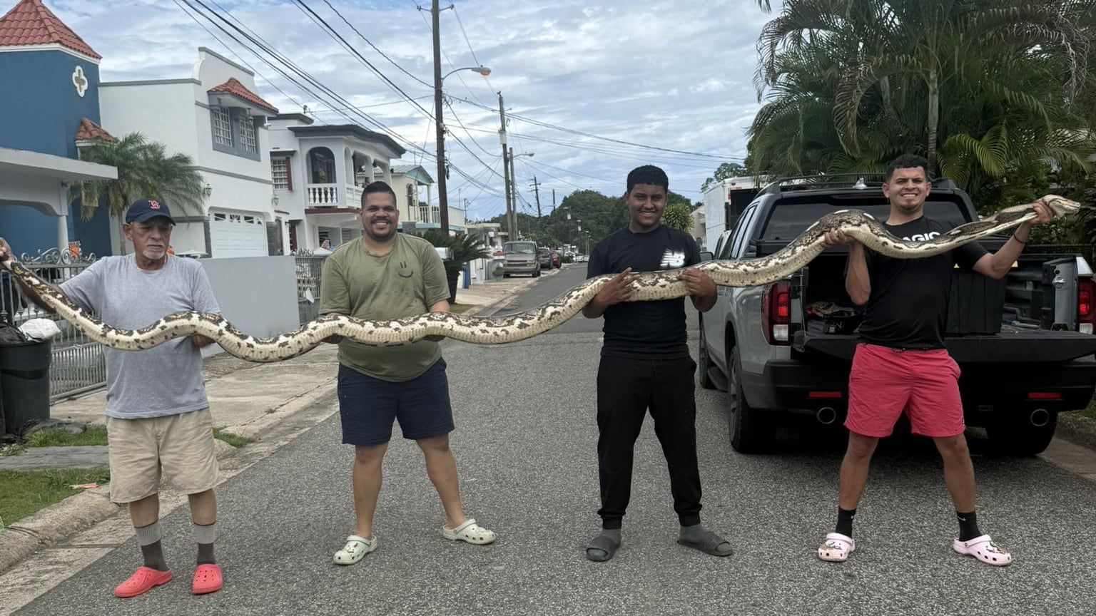“Gongo Fishing PR” posa con la pitón reticulada más grande capturada en la Isla.