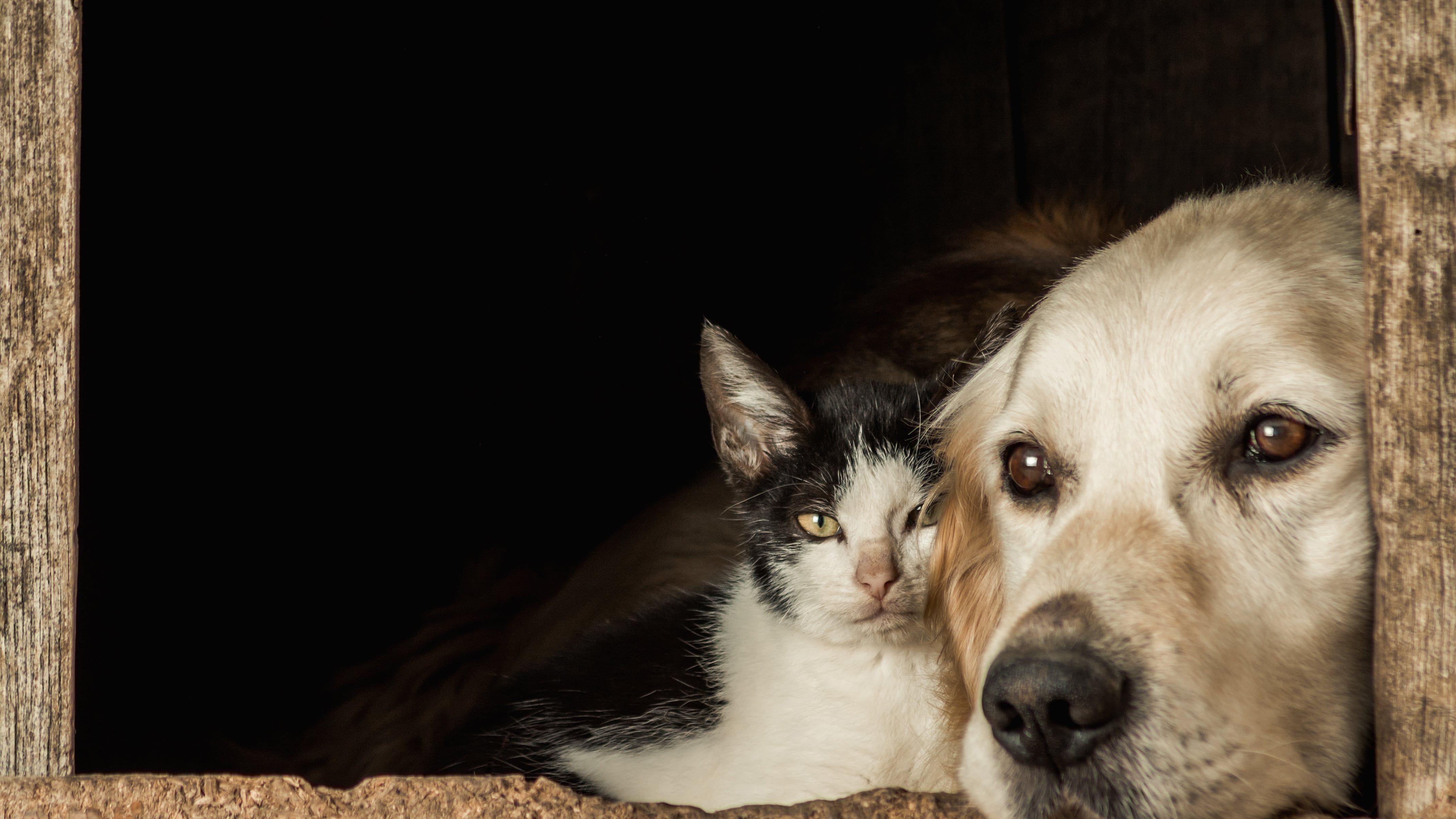 Cómo identificar dolor en perros y gatos