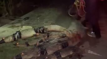 Cazan caimanes en Carolina.