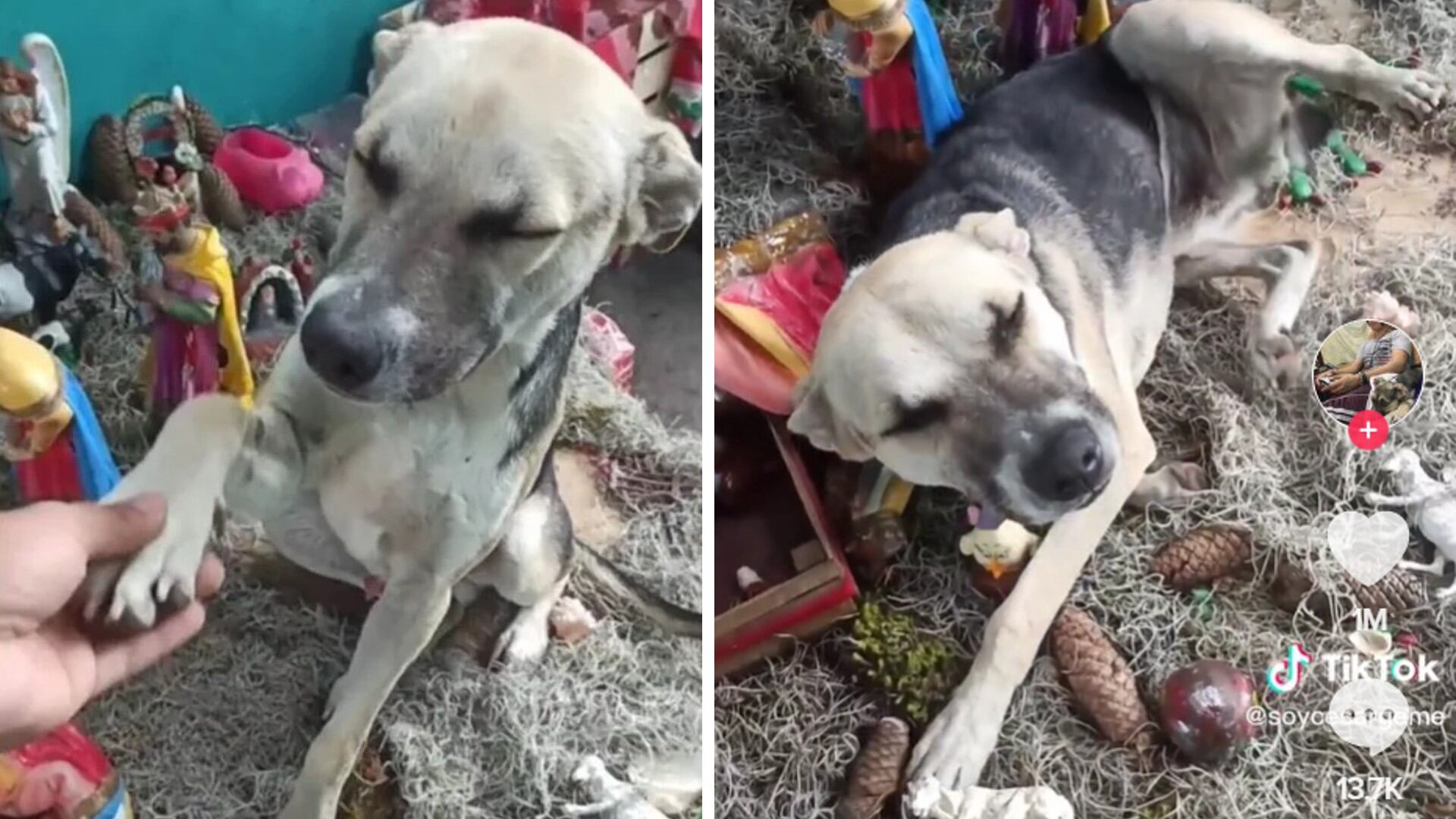 Perro se queda dormido en el Nacimiento, y su reacción se hace viral.