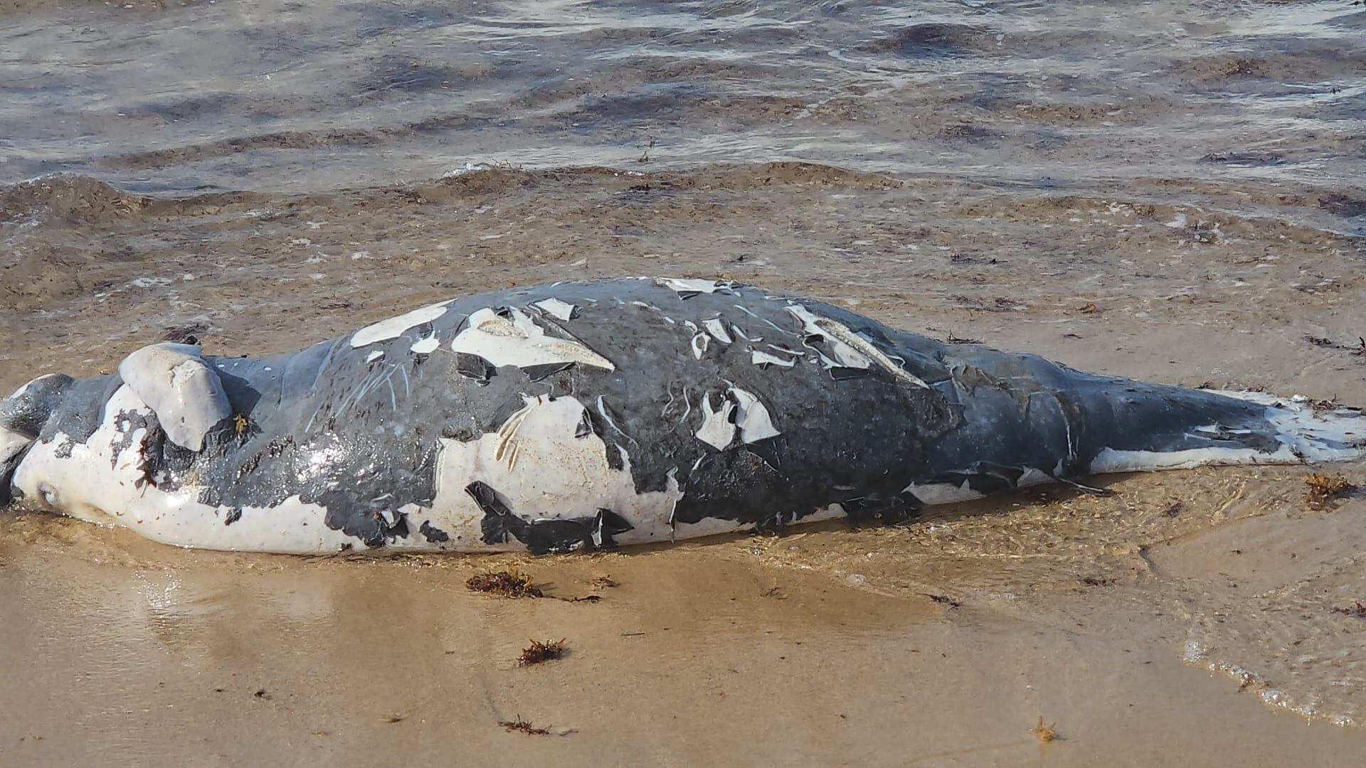 Un manatí fue encontrado sin vida en la playa de Vega Alta.