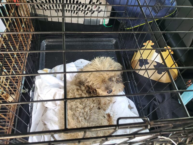 Rescatan 170 animales en Gurabo
