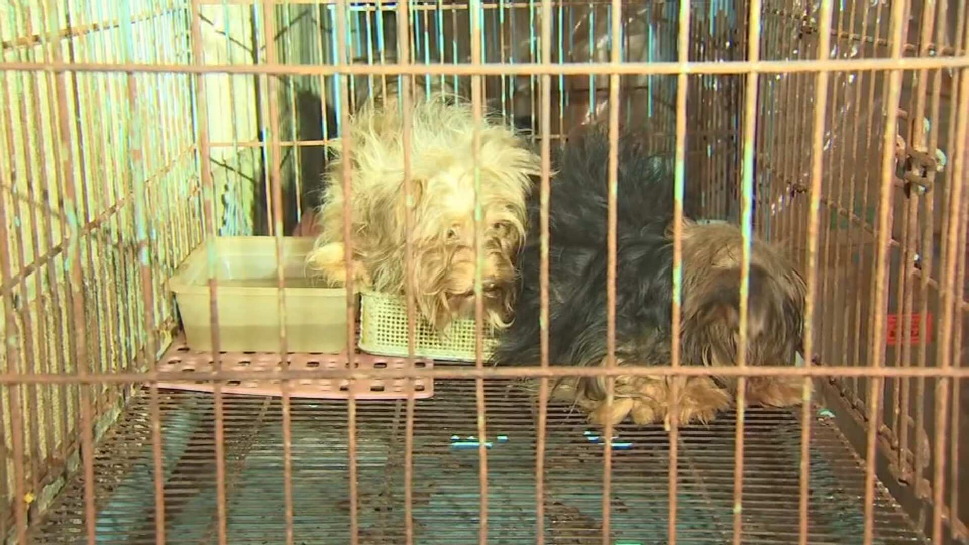 Policías rescatan perros en malas condiciones en residencia de Caguas.