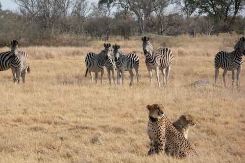 Cambio climático está afectando a los guepardos, revela estudio 