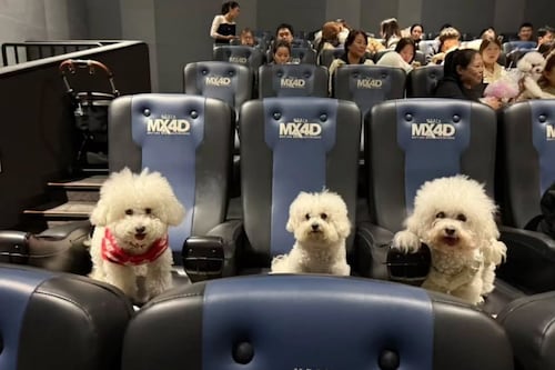 Cines en China permitieron que las mascotas asistieran al estreno de Zootopia 2