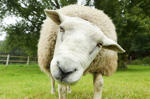 Oveja mata a un matrimonio en una granja de Nueva Zelanda