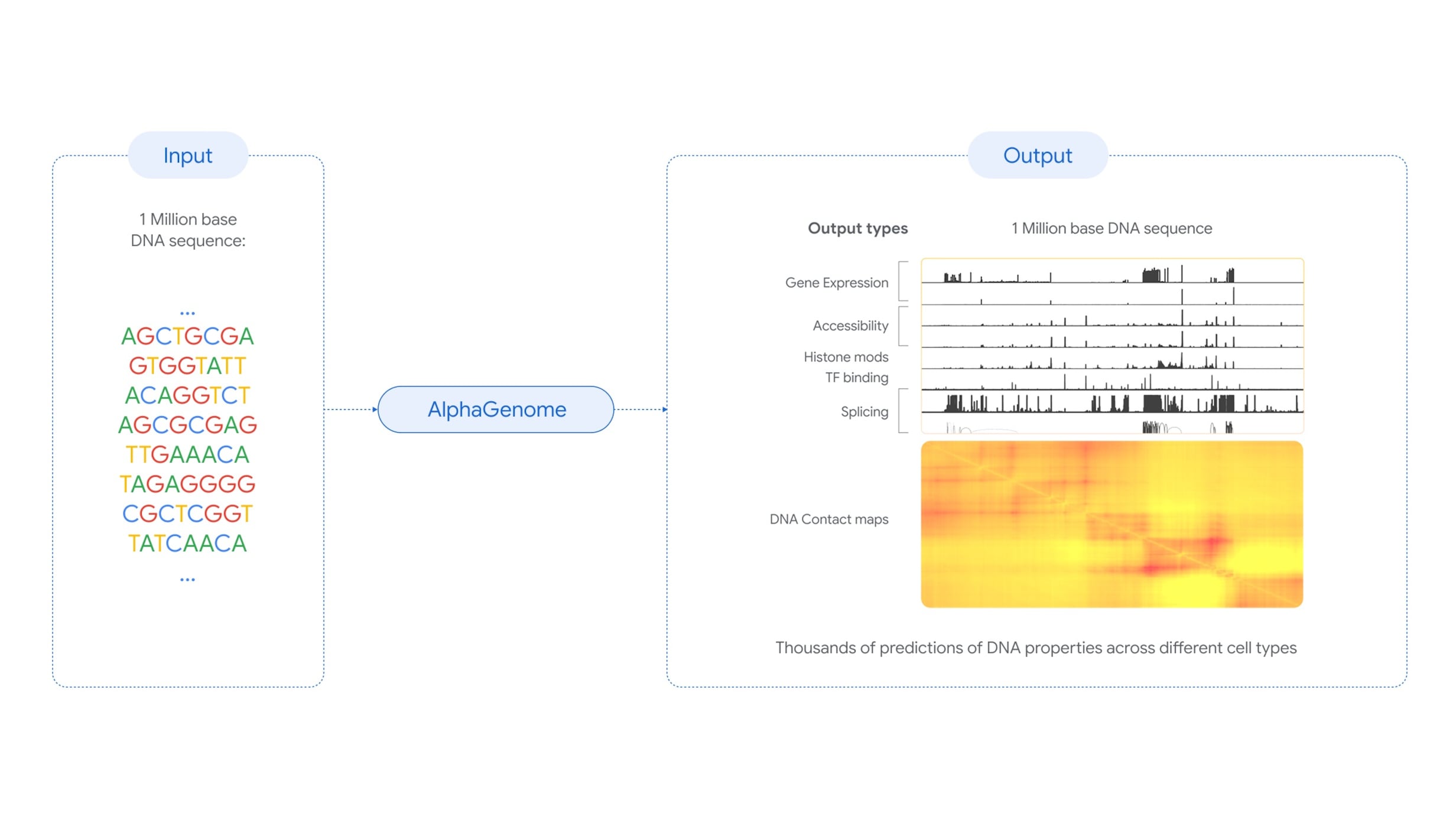 Fotografía facilitada por Google DeepMind que explica uno de los grandes logros del modelo: su capacidad de analizar secuencias de ADN de hasta un millón de letras o pares de bases y de hacer predicciones con resolución de letras individual, lo que permite capturar 11 procesos biológicos con un detalle muy minucioso.