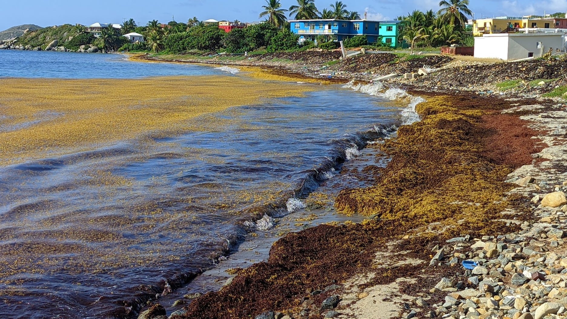 Ya para el 8 de abril de 2024 (arriba), el sargazo volvía a llegar a la costa cerca de la planta desalinizadora de Handsome Bay, Virgin Gorda, pero no se había instalado la barrera protectora prometida.
Foto suministrada