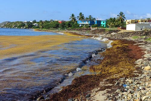 Prevén aumento de sargazo en el Caribe durante el próximo mes