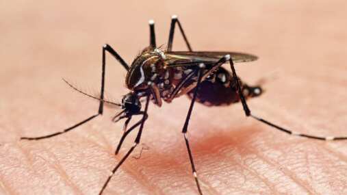 Al tipo de personas que más pican los moscos.