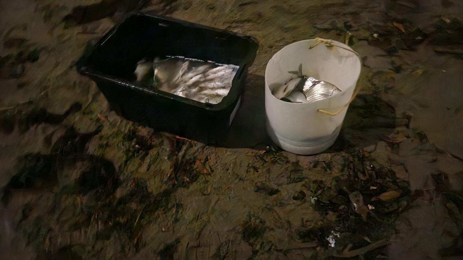 DRNA interviene con pesca ilegal en Humacao.