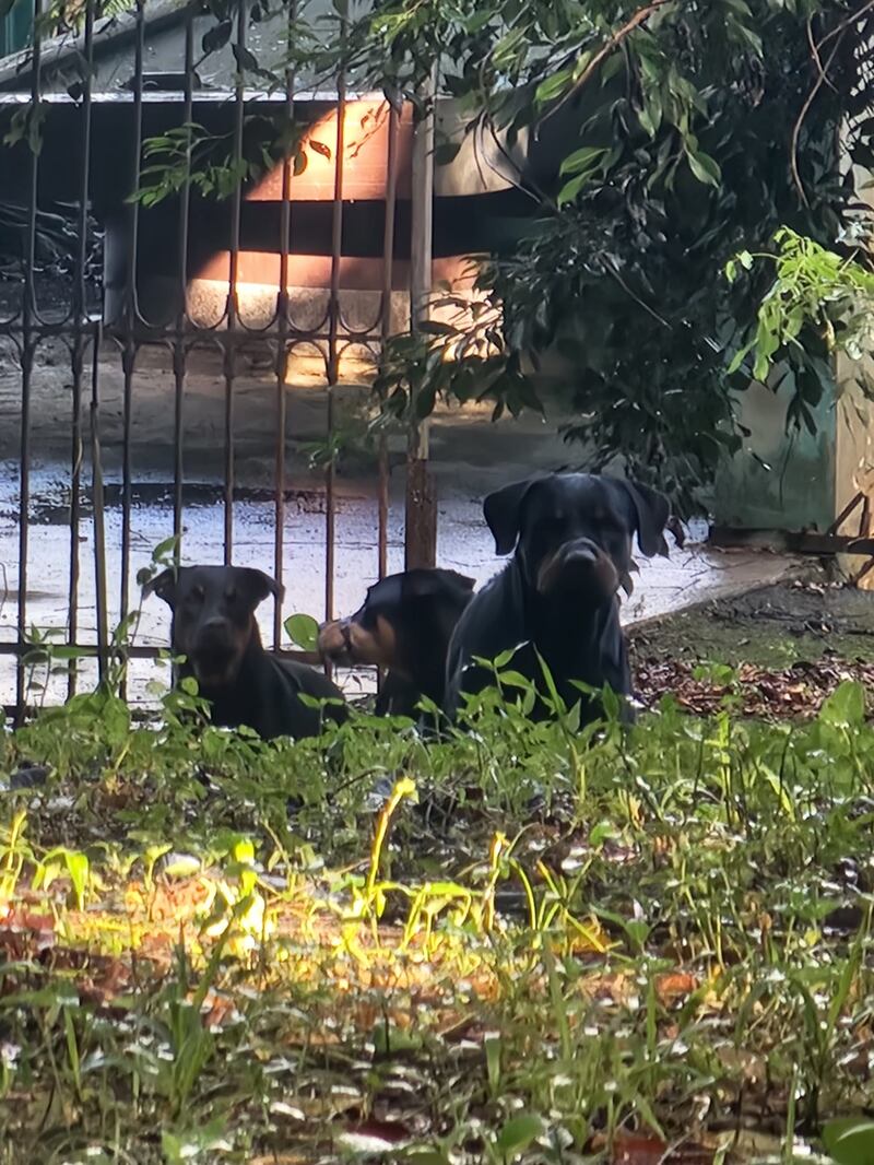 Policía investiga caso de maltrato animal en Canóvanas