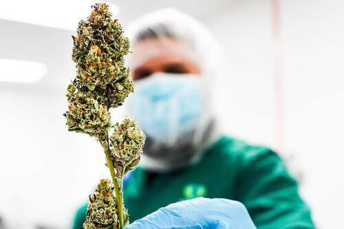 Dispensario de cannabis medicinal propone “empoderar” pacientes mediante educación