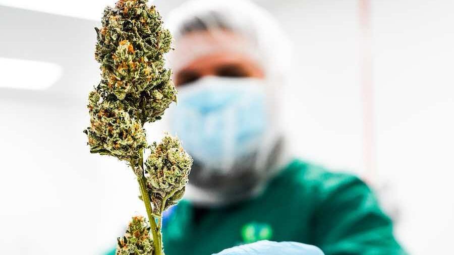 Planta de cannabis medicinal.