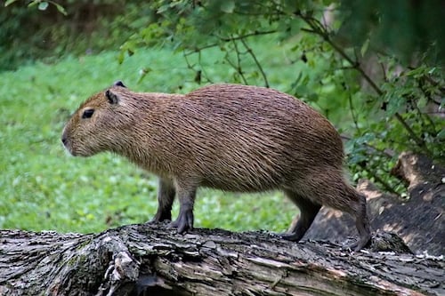 Capibara recién llevado a un zoológico de México muere por estrés
