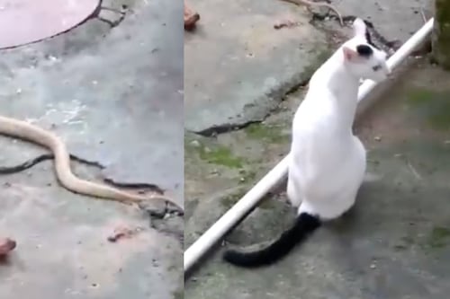 Gato impide que una cobra entre a su hogar en India