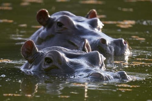 Recogen firmas para pedir que protejan los hipopótamos de Pablo Escobar