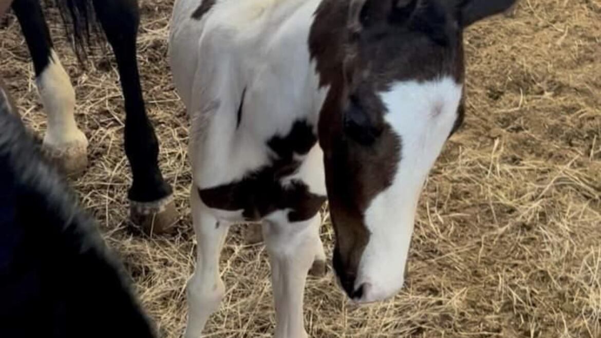 Potra robada de establo en Juana Díaz.