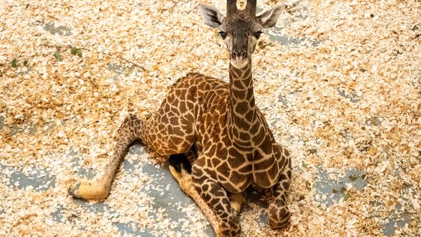El Parque Temático Disney's Animal Kingdom da la bienvenida a una imponente nueva incorporación a la familia Kilimanjaro Safaris: la jirafa masái Mara dio a luz a un hermoso bebé llamado Tucker. Esta esperada llegada marca el primer nacimiento de una cría de jirafa en Walt Disney World Resort desde 2021 y subraya el compromiso continuo del resort con la protección de la vida silvestre y las especies. (Olga Thompson, fotógrafa)