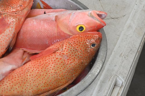 Pescadores exigen al DRNA que acelere proceso de renovación de licencia