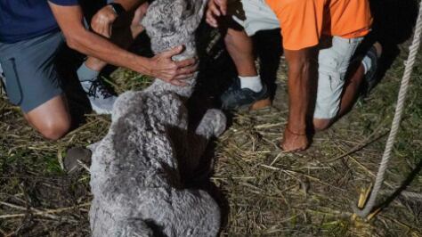 Nace camello boricua