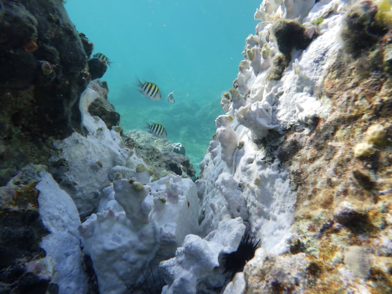 El coral se blanqueó intensamente el pasado septiembre cerca de Secret Harbor frente a la costa de St. Thomas en las Islas Vírgenes Estadounidenses.
Fotos por Freeman Rogers | The BVI Beacon