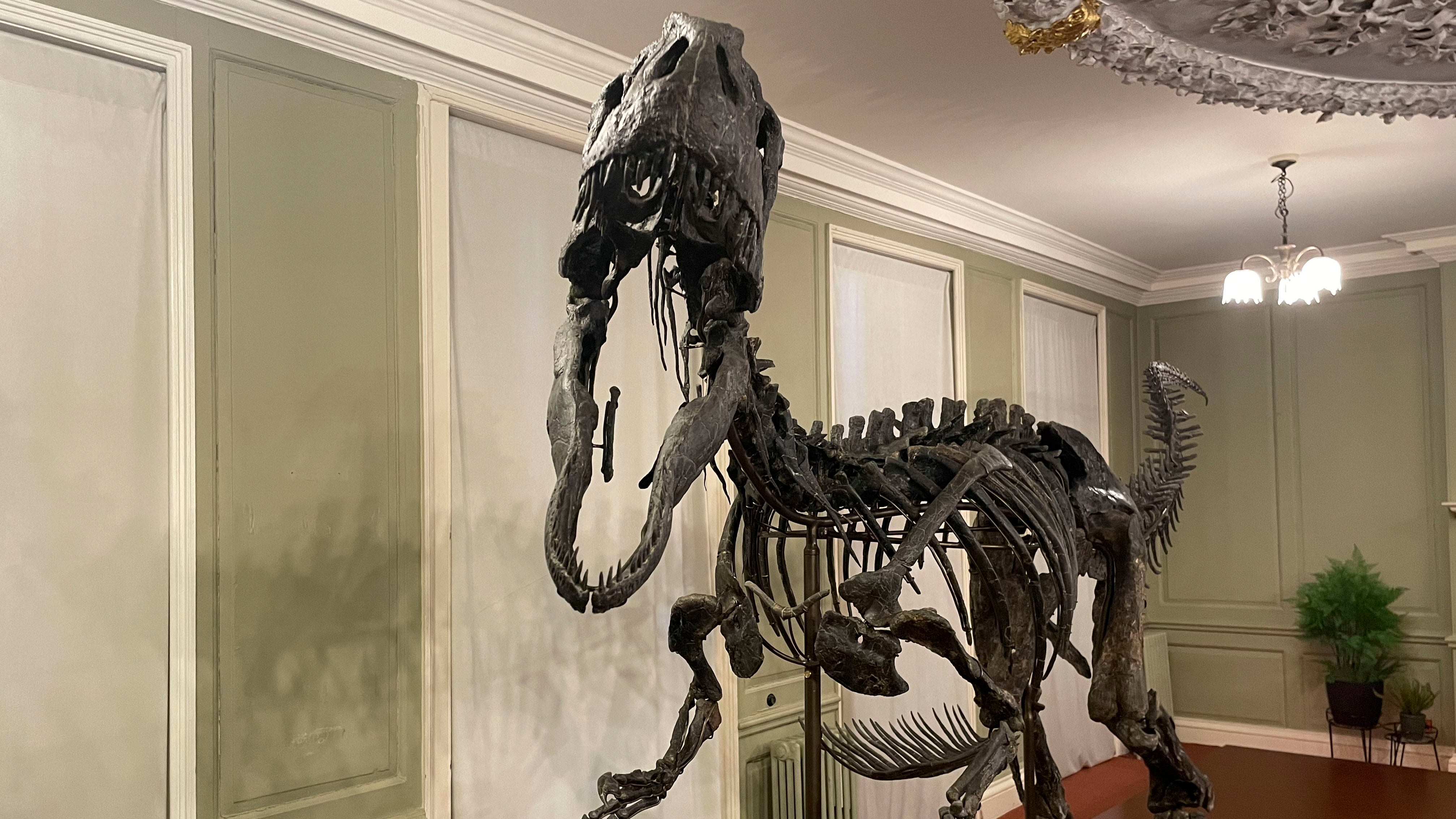 Presentación de 'Juliasaurus' una nueva especie de dinosaurio descubierta en 2020, de la que se conserva un 70-75 % del dinosaurio, este miércoles en el Hollytrees Museum de Colchester. EFE/Luis Campello.